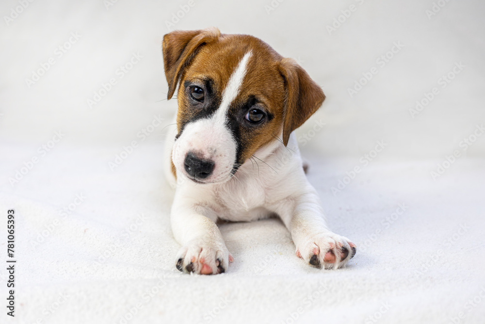 Jack Russell Terrier puppy sitting on a light background. Care and raising of pets
