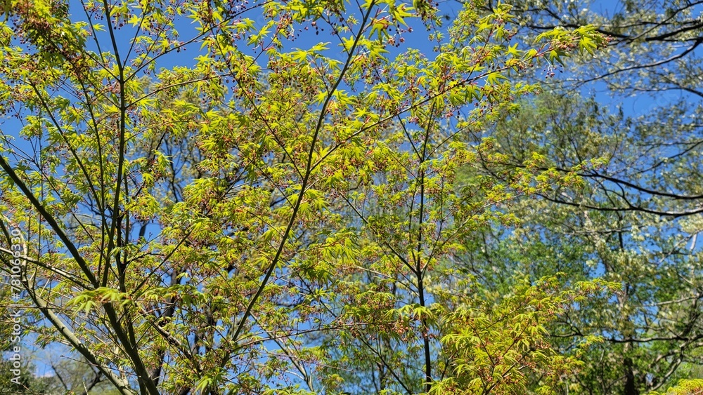 春の風景・きれいな黄緑色の木々・枝/Spring scenery, beautiful yellow-green trees・branch・twig・limb/봄 풍경 · 깨끗한 황록색 나무・가지 春の風景・きれいな黄緑色の木々・枝/Spring scenery, beautiful yellow-green trees・branch・twig・limb/봄 풍경 · 깨끗한 황록색 나무・가지