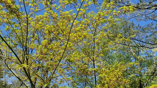 春の風景・きれいな黄緑色の木々・枝／Spring scenery, beautiful yellow-green trees・branch・twig・limb／봄 풍경 · 깨끗한 황록색 나무・가지