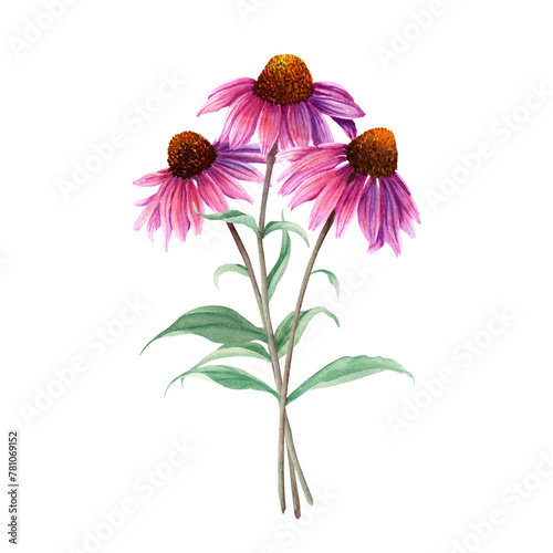 Composition of herb flower Coneflower, Echinacea. Hand drawn botanical watercolor illustration isolated on white background. For clip art greeting cards invitation label package