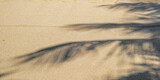 sand dunes on the beach with palm tree shadow