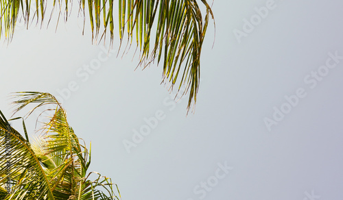 beach in the sand with palm tree
