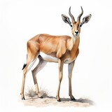 Antelope watercolor clipart illustration isolated on white background