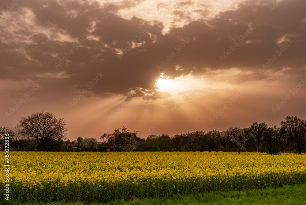 Obraz premium Auf- oder untergehende Sonne mit von Saharastaub orange bis rötlich gefärbtem milchig-trübem Himmel mit Wolken über landwirtschaftlich genutzter Fläche mit Rapsfeld und Bäumen
