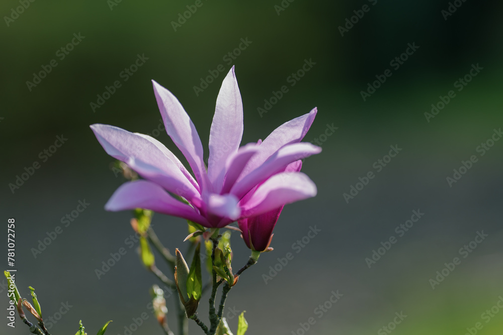 Blooming, fresh, pink magnolia flower. Another buds on the branches of the bush. Nature comes to life in spring. Natural, blurred background. Beautiful nature.