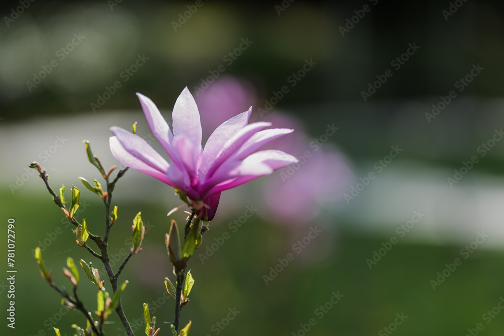 Blooming, fresh, pink magnolia flower. Another buds on the branches of the bush. Nature comes to life in spring. Natural, blurred background. Beautiful nature.