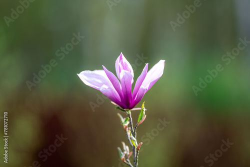 Obraz na płótnie Blooming, fresh, pink magnolia flower. Another buds on the branches of the bush. Nature comes to life in spring. Natural, blurred background. Beautiful nature. w salonie