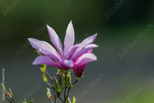 Blooming  fresh  pink magnolia flower. Another buds on the branches of the bush. Nature comes to life in spring. Natural  blurred background. Beautiful nature.