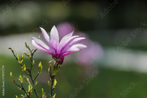 Obraz na płótnie Blooming, fresh, pink magnolia flower. Another buds on the branches of the bush. Nature comes to life in spring. Natural, blurred background. Beautiful nature. w salonie