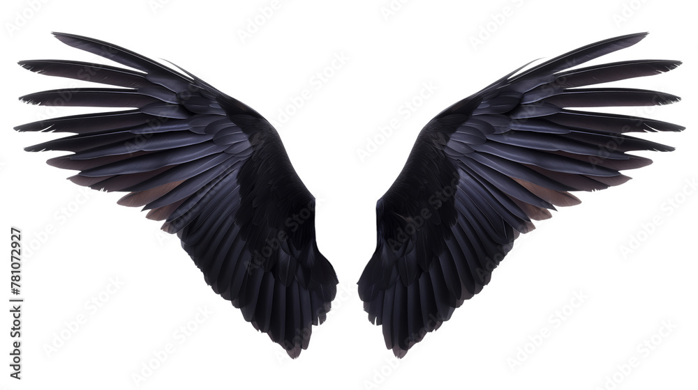 The wings of a black bird are shown in detail The wings of a black bird are shown in detail