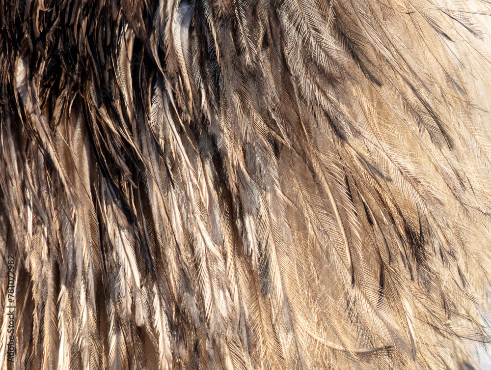 Fototapeta premium Ostrich feathers as an abstract background. Texture