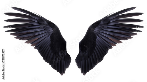 The wings of a black bird are shown in detail