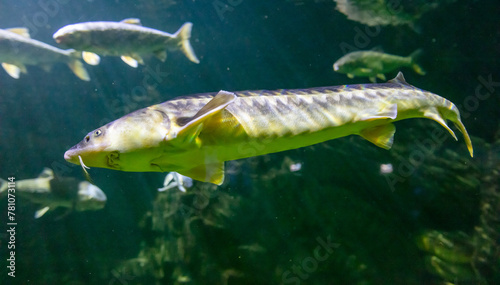 Sturgeon fish swims in an aquarium
