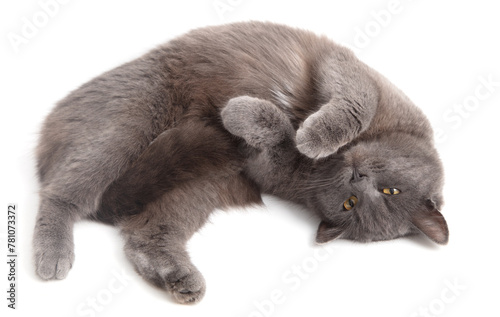 Gray cat lies on a white background © schankz