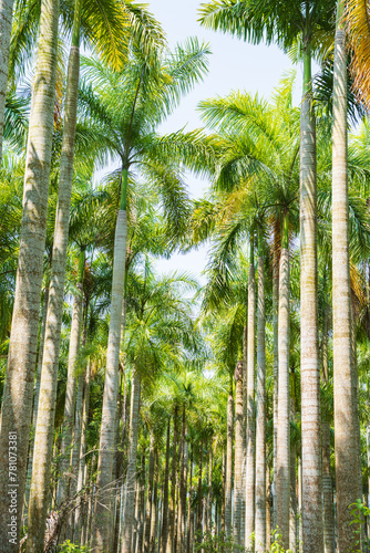 Palm tree jungle near Muse Lake in Qiongzhong  Hainan  China