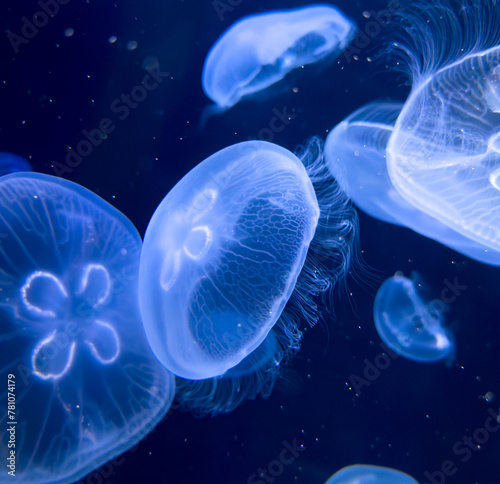 Blue jellyfish swim in the sea © schankz