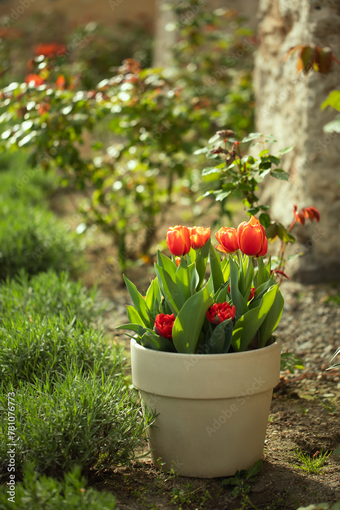 orange tulips in a pot, flower arrangement