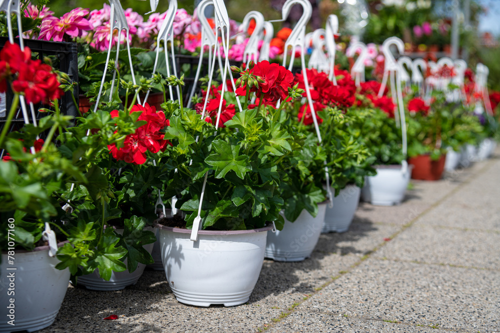 Various potted flowers, open-air flower market Various potted flowers, open-air flower market