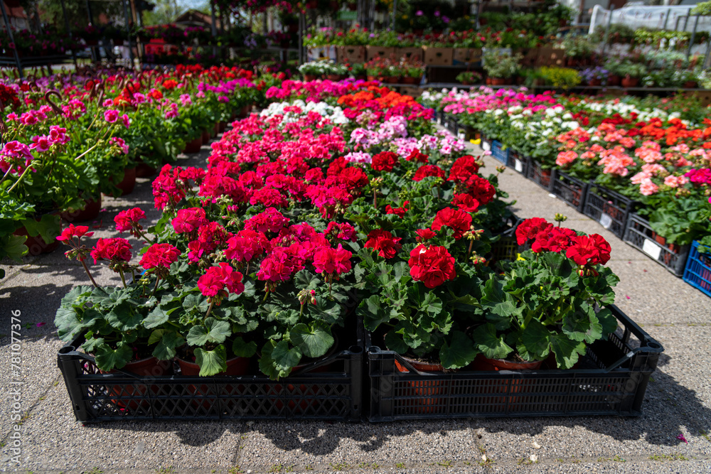 Various potted flowers, open-air flower market