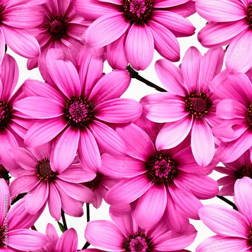 A beautiufl collection of purple gerbera flower faces. Close-up. photo