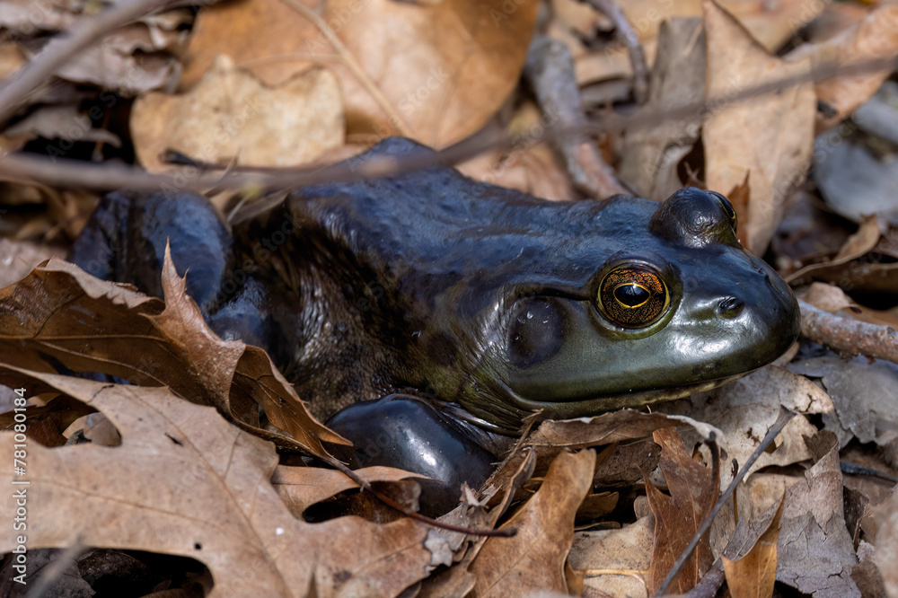 Fototapeta premium The American bullfrog (Lithobates catesbeianus), often simply known as the bullfrog in Canada and the United States, is a large true frog native to eastern North America.