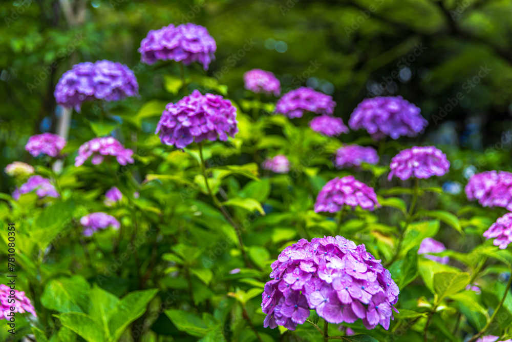 千葉県 本土寺の紫陽花
千葉県 本土寺の紫陽花