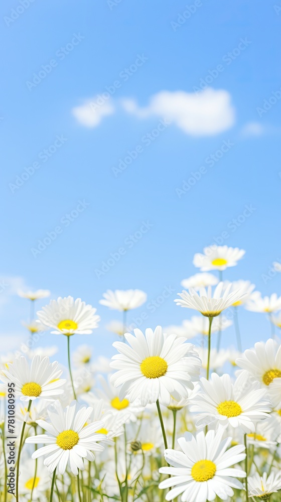 A field of white flowers with a blue sky in the background