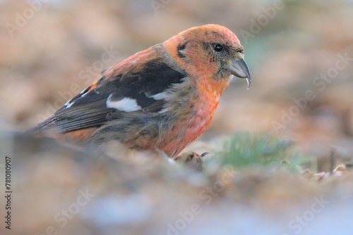 A White-winged Crossbill feeds on the forest floor in the Alaskan wilderness.