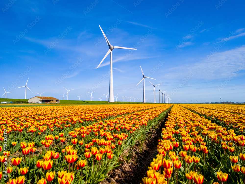A vibrant field of colorful tulips dances in the wind with majestic windmills in the background against a clear sky in the Netherlands Flevoland during the spring season. windmill turbines