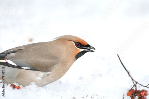 Bohemian Waxwing feeding on red berries during the Alaskan winter