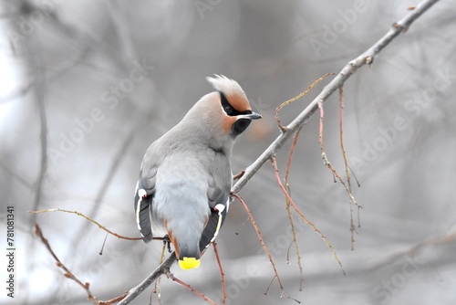 Bohemian Waxwing feeding on red berries during the Alaskan winter
