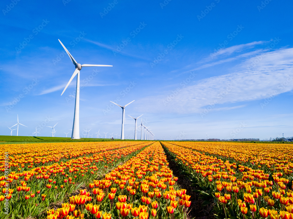 Vibrant tulips dance in a field against a backdrop of traditional windmills in the Netherlands Flevoland during the spring season. windmill turbines, green energy, eco friendly, earth day