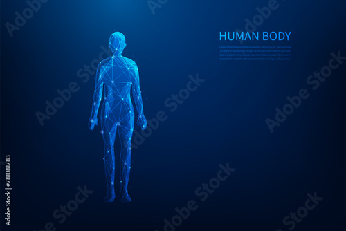 human body science low poly wireframe technology on blue background. anatomy line and dot shape. medical science concept. vector illustration fantastic design.