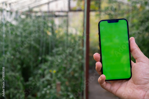 Concept of smart agriculture. Smartphone in farmer hand on background of harvesting tomatoes in greenhouse. Blank empty green screen chroma key mock up phone advertisement technology 