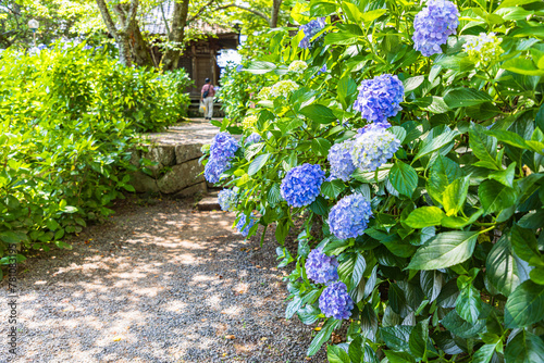 茨城県　雨引観音の紫陽花
