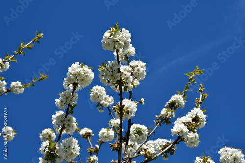 Blossom flower trees in sunny day