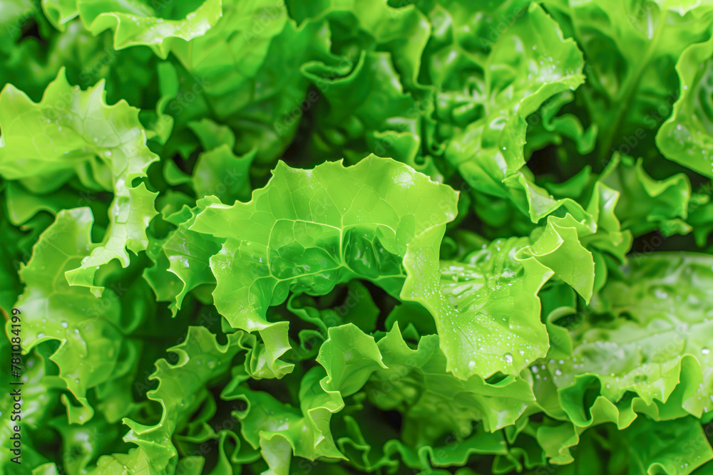 Close-up of fresh green lettuce texture Close-up of fresh green lettuce texture