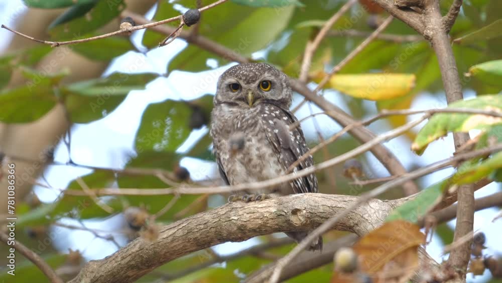 Spotted owlet perched attentively on branch in its natural habitat surrounded by foliage. Wildlife and nature preservation. Spotted owlet perched attentively on branch in its natural habitat surrounded by foliage. Wildlife and nature preservation.