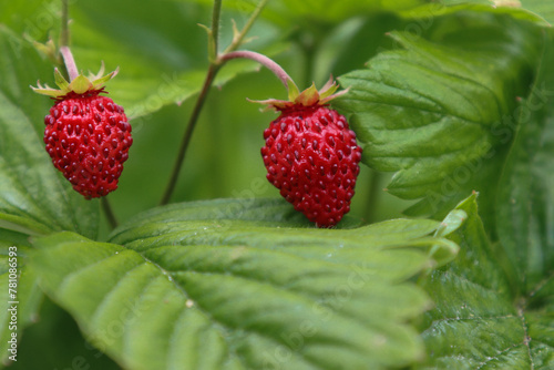Berries of wild strawberries.