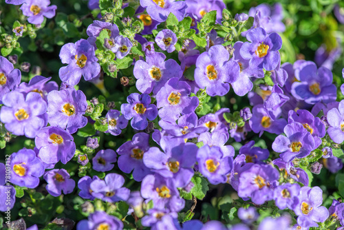 Bouquet of small purple flowers