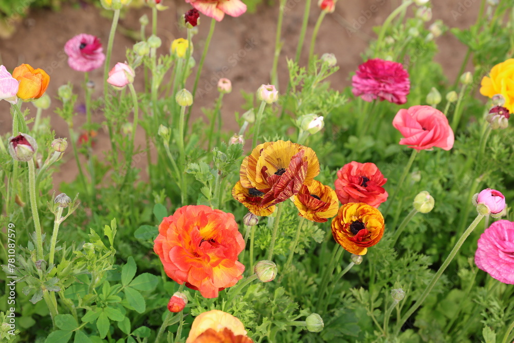 mixed colors ranunculus 