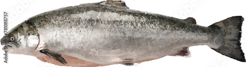 salmon norway vector
