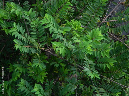 Natural green background from plants that grow in tropical places. Suitable for templates  posters  billboards or banners