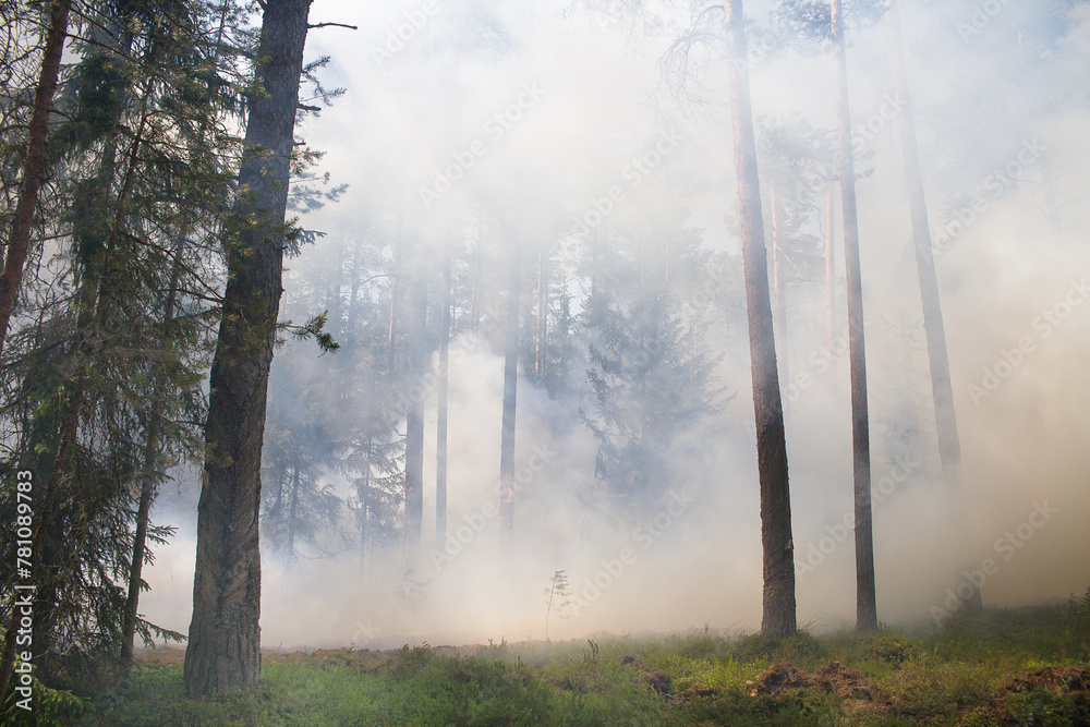 Fototapeta premium Smoke from a forest fire. Soft focus.