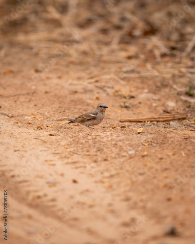 yellow throated sparrow or chestnut shouldered petronia or petronia xanthocollis bird on forest track in hot summer season safari at ranthambore national park tiger reserve rajasthan india asia