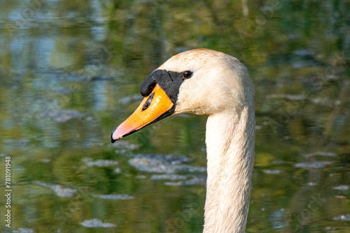 Fototapeta Naklejka Na Ścianę i Meble -  Tête de cygne en gros plan