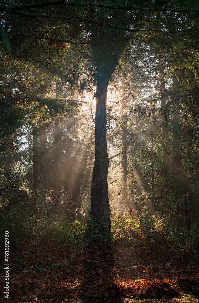 Fototapeta premium Morning Light Cutting through the Forest at Salsbury Point County Park, Located on the shoreline next to the Hood Canal Bridge, Washington State