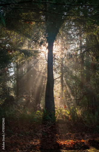 Morning Light Cutting through the Forest at Salsbury Point County Park, Located on the shoreline next to the Hood Canal Bridge, Washington State