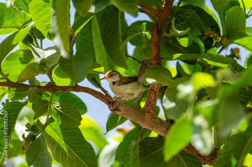common tailorbird or Orthotomus sutorius a small shy bird perched in natual green background and in shade of guava leafs tree at forest of central india asia