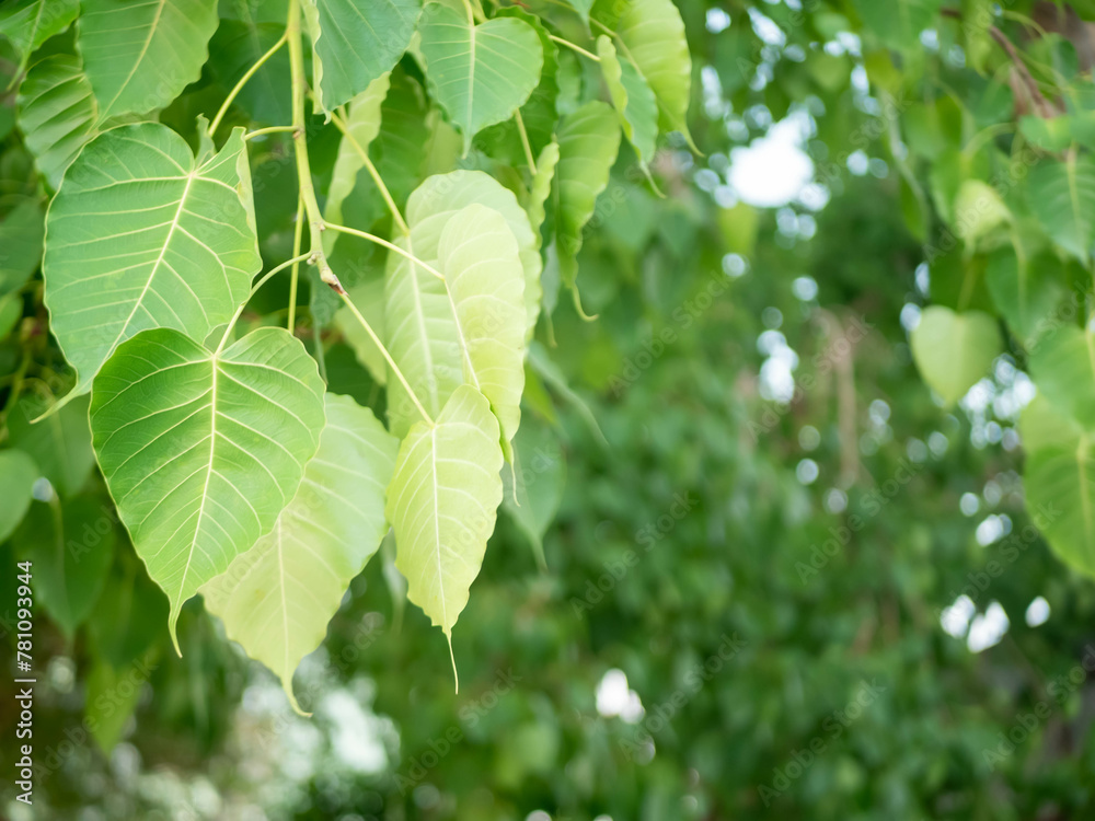 Green Bodhi leaves flutter back and forth. Green Bodhi leaves flutter back and forth.